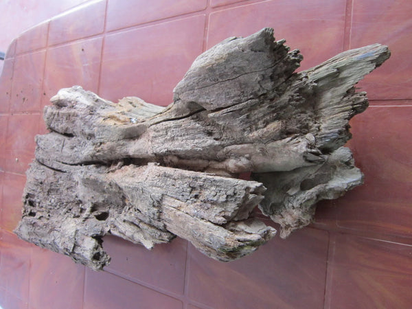 A piece of the bark of the Star apple tree of house by Bhakti Vinod Thakur